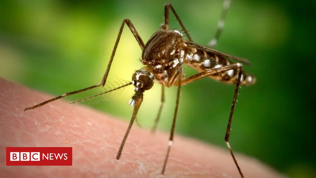 Florida to release 750 million mosquitoes