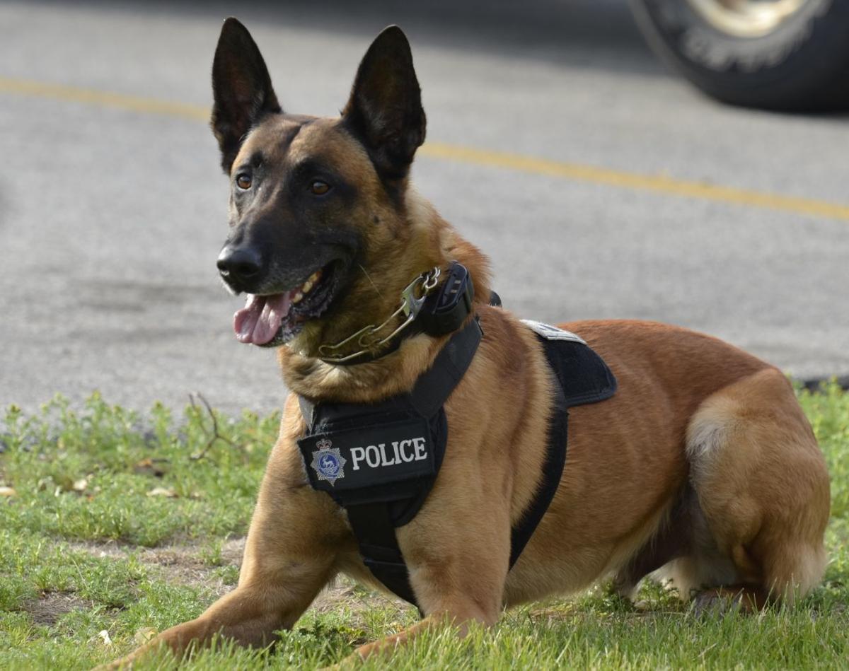 Pasig looks for new homes for retired K-9 dogs