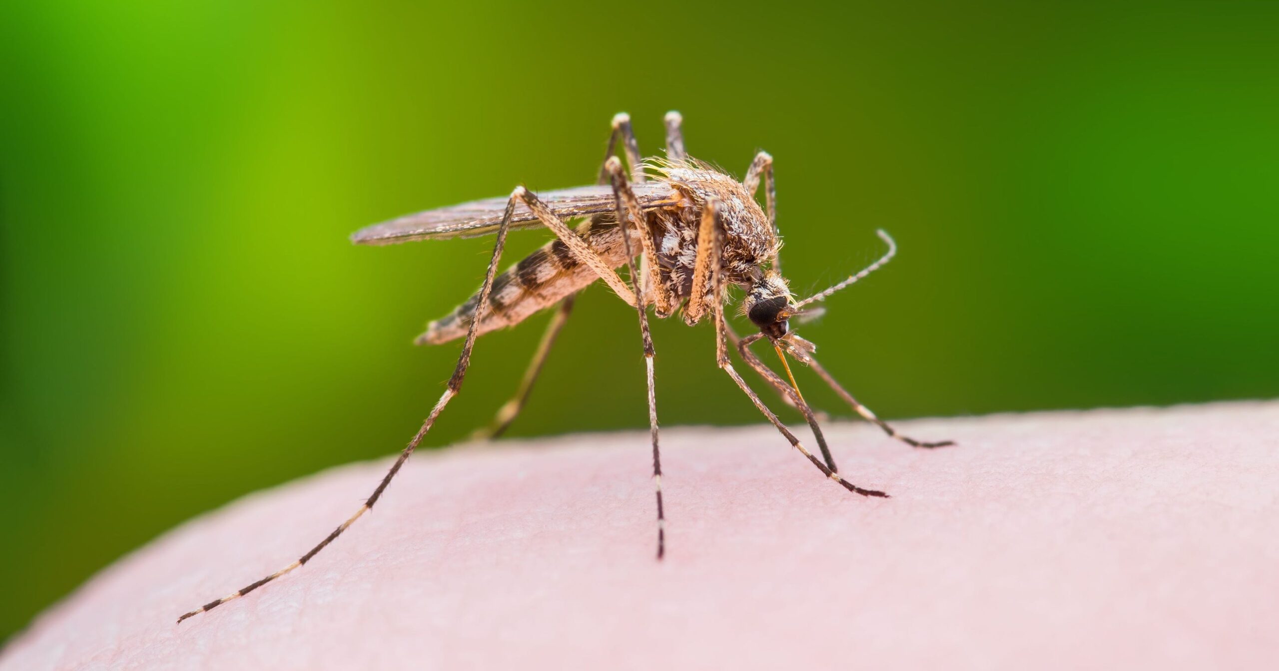 CDC conducts disinfection against mosquito-related diseases