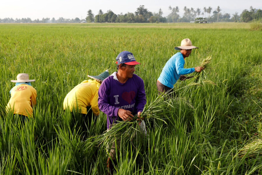 Agricultural practices for emerging commodities amid pandemic