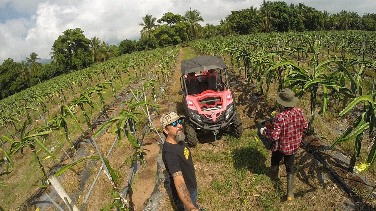 Samal farmers receive free fertilizers from DA