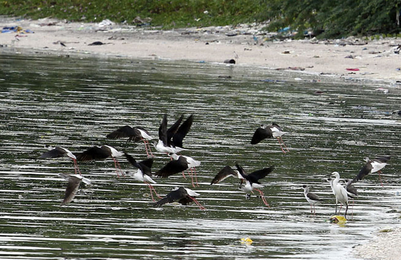 Villar stresses value of wetland park as bird sanctuary