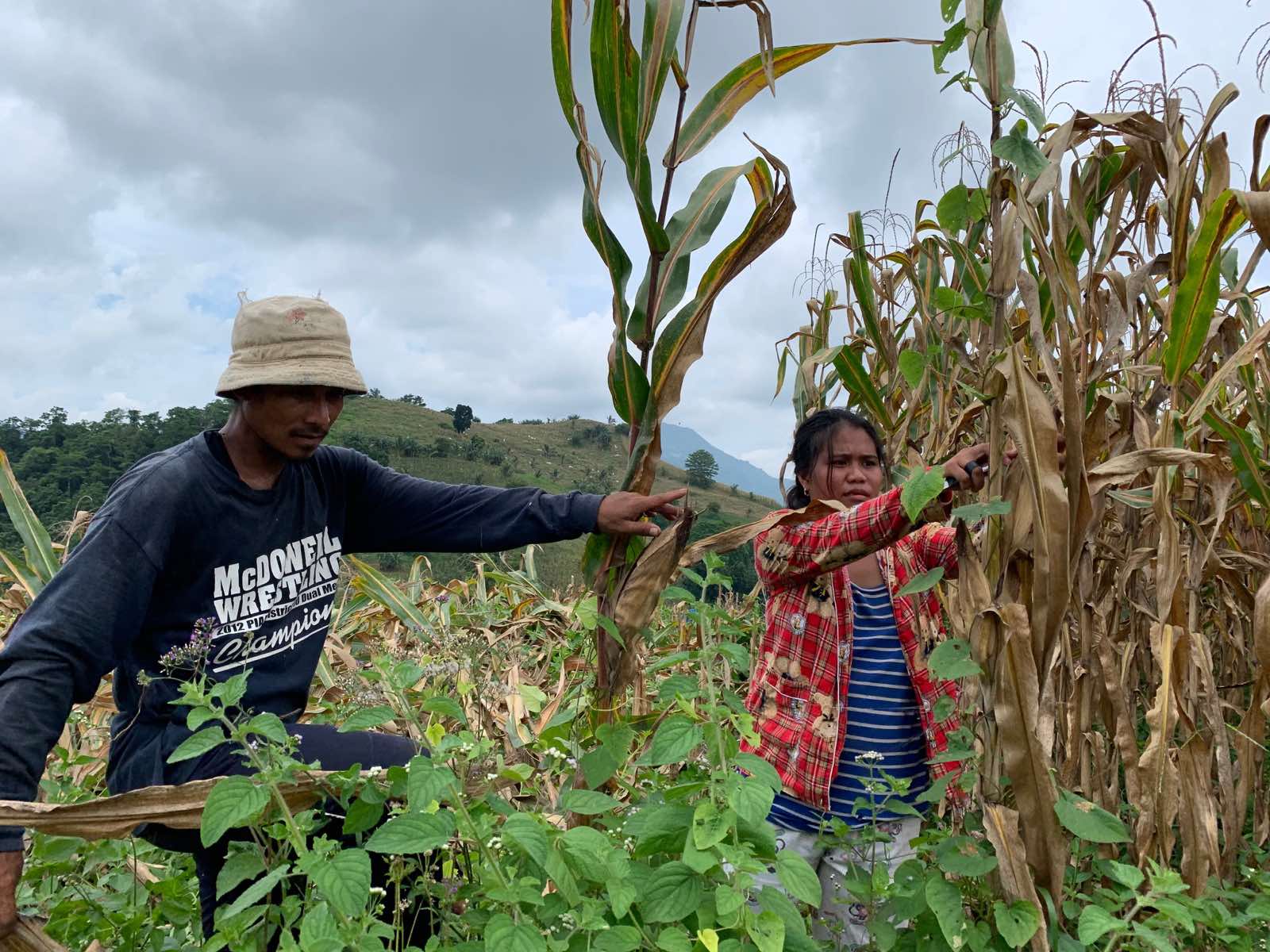 SMC buys record corn volume to support farmers amid pandemic